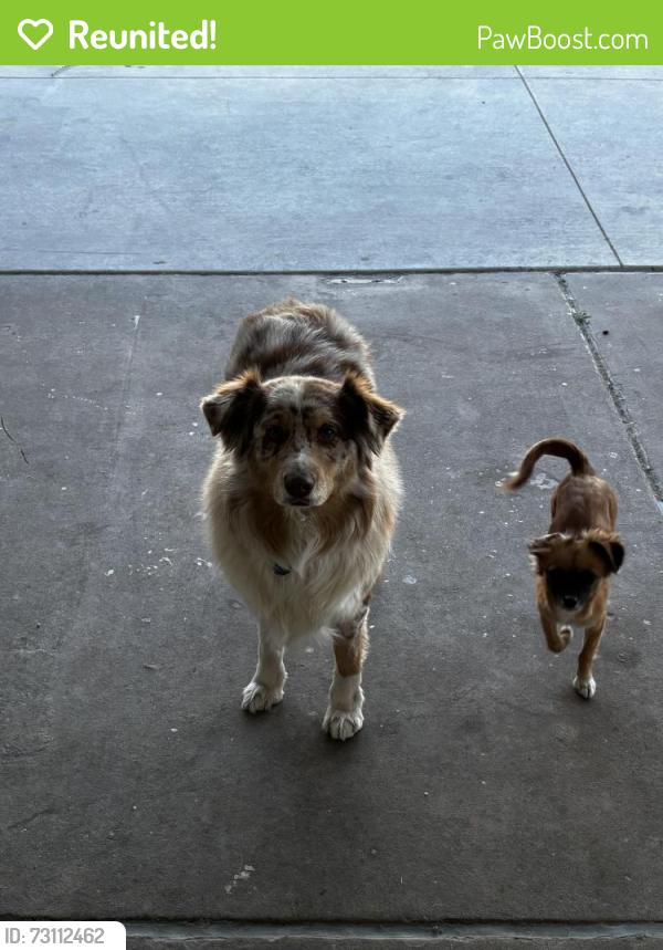 Reunited Female Dog last seen W Charleston S Jones, Las Vegas, NV 89107