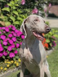 Reunited Male Dog last seen Woodcreek Villas neighborhood, Bixby, OK 74008