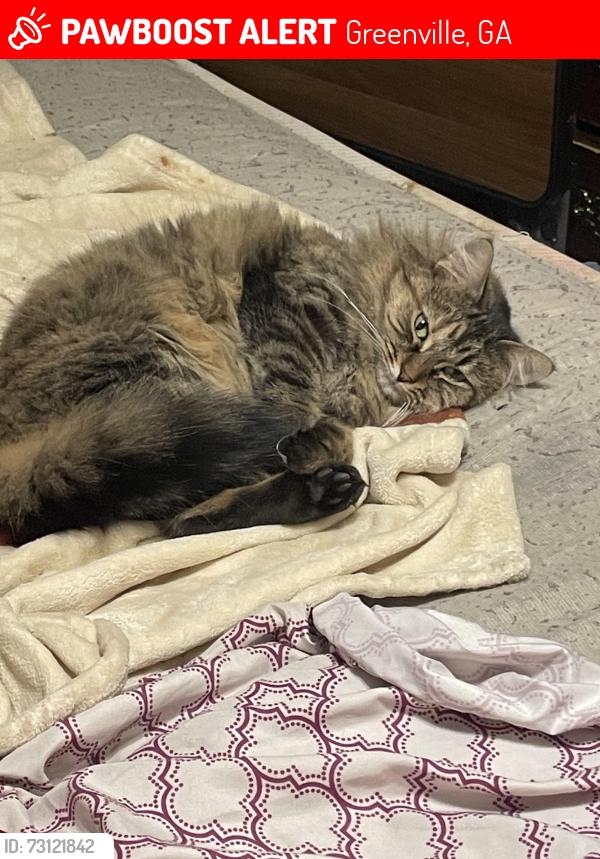 Lost Female Cat last seen Hocksnest, Greenville, GA 30222