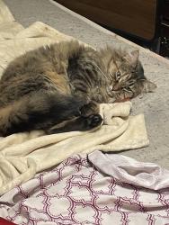 Lost Female Cat last seen Hocksnest, Greenville, GA 30222