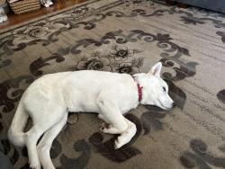 Reunited Female Dog last seen Near the Montebello YMCA, Montebello, CA 90640