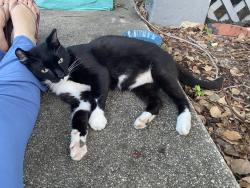 Lost Male Cat last seen Herschel street near Boone Park, Jacksonville, FL 32205
