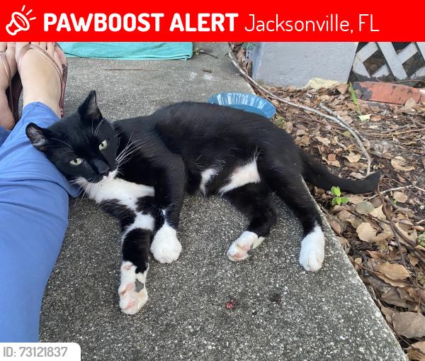 Lost Male Cat last seen Herschel street near Boone Park, Jacksonville, FL 32205