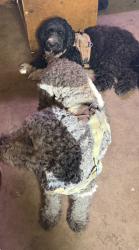 Reunited Male Dog last seen cross street from church and florosa elemntary school, Mary Esther, FL 32569