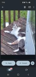 Found/Stray Unknown Cat last seen Dove and Bramble at Leesville Lake, Carrollton, OH 44615
