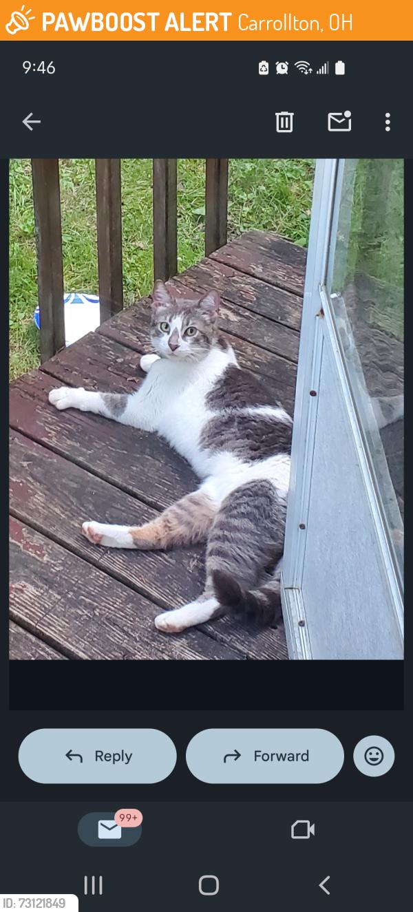 Found/Stray Unknown Cat last seen Dove and Bramble at Leesville Lake, Carrollton, OH 44615