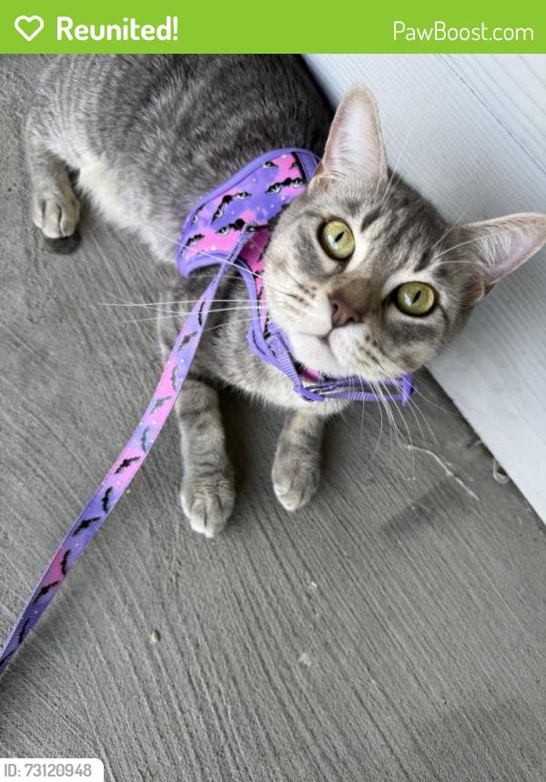 Reunited Female Cat last seen Near Abrams Rd, Dallas, TX 75231, USA, Dallas, TX 75231