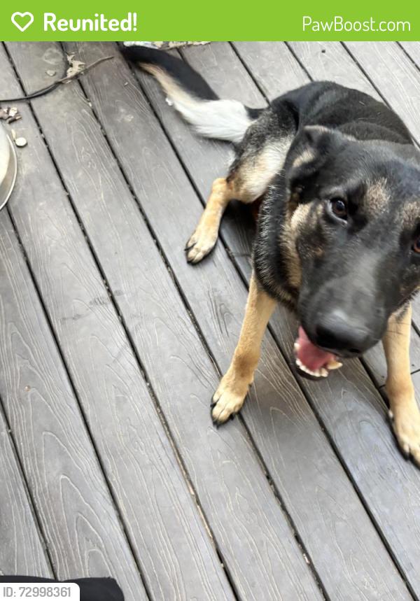 Reunited Male Dog last seen Bear Hill, Memphis, TN 38016