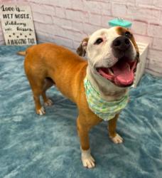 Shelter Stray Male Dog last seen Near BLOCK BELVIDERE ST, DETROIT MI 48213, 7401 Chrysler Dr, Detroit, MI 48211, USA