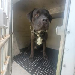 Shelter Stray Male Dog last seen Near BLOCK SAINT MARYS ST, DETROIT, MI 48228, 7401 Chrysler Dr, Detroit, MI 48211, USA