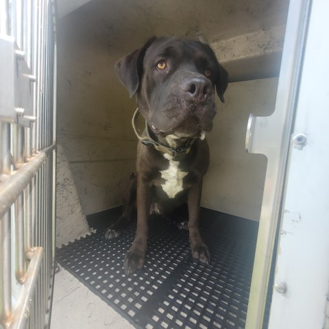 Shelter Stray Male Dog last seen Near BLOCK SAINT MARYS ST, DETROIT, MI 48228, 7401 Chrysler Dr, Detroit, MI 48211, USA