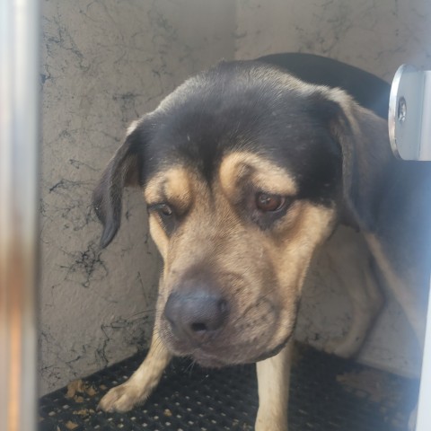 Shelter Stray Female Dog last seen Near BLOCK SAINT MARYS ST, DETROIT, MI 48228, 7401 Chrysler Dr, Detroit, MI 48211, USA