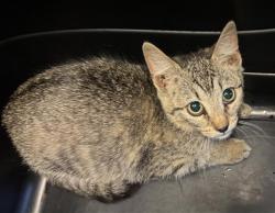 Shelter Stray Unknown Cat last seen Near BLOCK W DEERMEADOW CIR, 4522 W 3500 S, West Valley City, UT 84120, USA