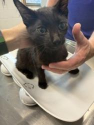 Shelter Stray Male Cat last seen ALAMANCE COUNTY, 221 Stone Quarry Rd, Burlington, NC 27217, USA