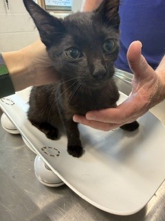 Shelter Stray Male Cat last seen ALAMANCE COUNTY, 221 Stone Quarry Rd, Burlington, NC 27217, USA