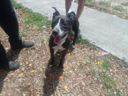 Shelter Stray Female Dog last seen Near BLOCK NE 45 CT, DEERFIELD BEACH FL 33064, 2400 SW 42nd St, Fort Lauderdale, FL 33312, USA