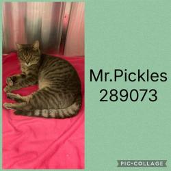 Shelter Stray Male Cat last seen HERRING DR, 4214 Fulton Mill Rd, Macon, GA 31216, USA