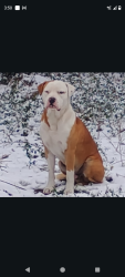 Lost Male Dog last seen Sleepy Hallow, Montgomery County, TX 77385