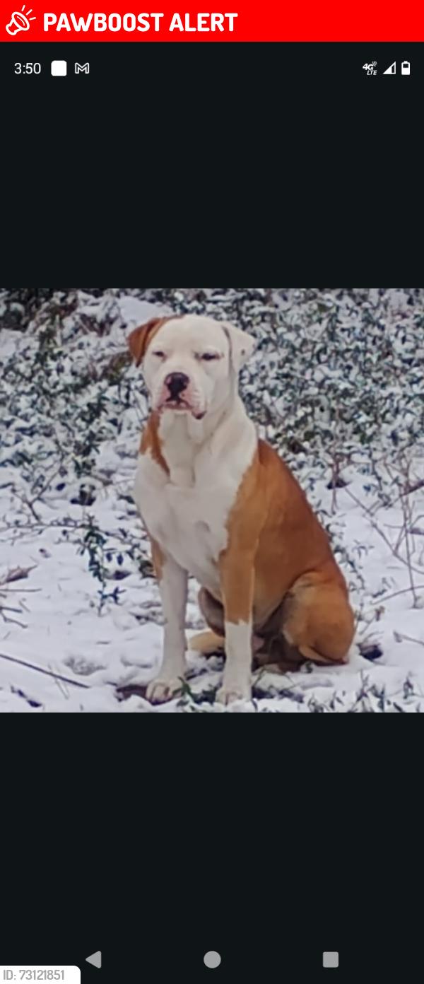 Lost Male Dog last seen Sleepy Hallow, Montgomery County, TX 77385