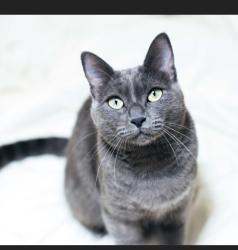 Lost Male Cat last seen Near Shady Lane, Ojai CA 93023, Ojai, CA 93023
