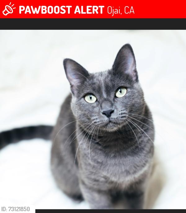 Lost Male Cat last seen Near Shady Lane, Ojai CA 93023, Ojai, CA 93023