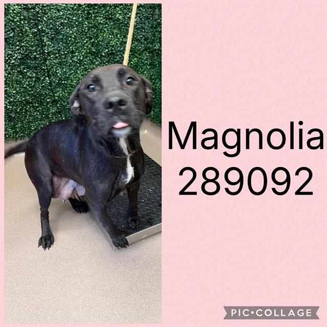 Shelter Stray Female Dog last seen MERCER UNIVERSITY DR ON CAMPUS, 4214 Fulton Mill Rd, Macon, GA 31216, USA