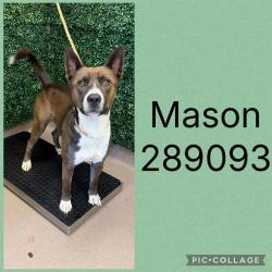 Shelter Stray Male Dog last seen MERCER UNIVERSITY DR ON CAMPUS, 4214 Fulton Mill Rd, Macon, GA 31216, USA