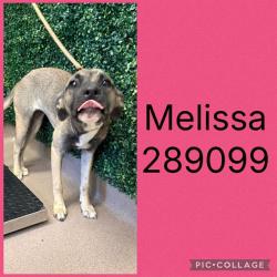 Shelter Stray Female Dog last seen METRO WAY, 4214 Fulton Mill Rd, Macon, GA 31216, USA