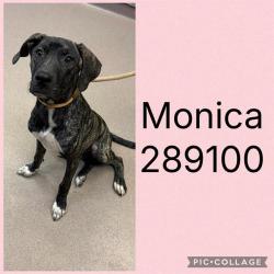 Shelter Stray Female Dog last seen METRO WAY, 4214 Fulton Mill Rd, Macon, GA 31216, USA