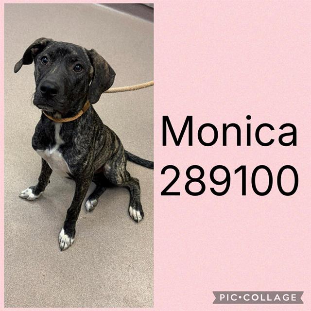 Shelter Stray Female Dog last seen METRO WAY, 4214 Fulton Mill Rd, Macon, GA 31216, USA
