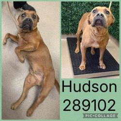 Shelter Stray Male Dog last seen HARRISON RD, 4214 Fulton Mill Rd, Macon, GA 31216, USA