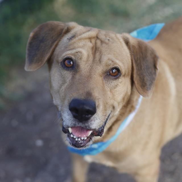 Shelter Stray Male Dog last seen Near BLOCK S NAVIDAD, 4710 TX-151, San Antonio, TX 78227, USA