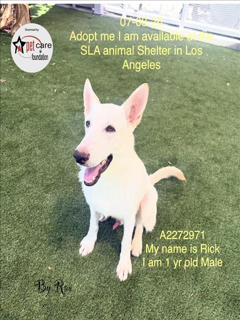 Shelter Stray Male Dog last seen , 1850 W 60th St, Los Angeles, CA 90047, USA