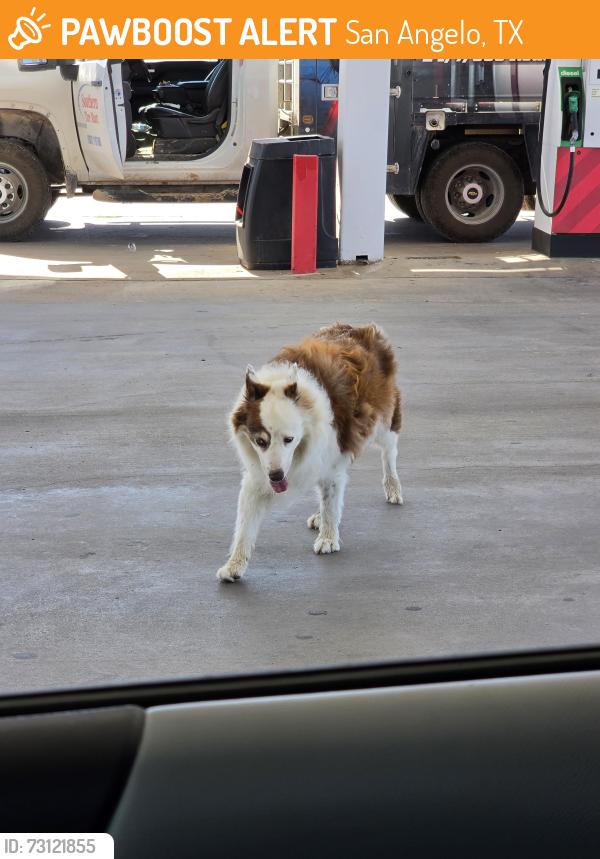 Found/Stray Unknown Dog last seen Near S Chadbourne St, San Angelo, TX 76904, San Angelo, TX 76904