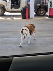 Found/Stray Unknown Dog last seen Near S Chadbourne St, San Angelo, TX 76904, San Angelo, TX 76904