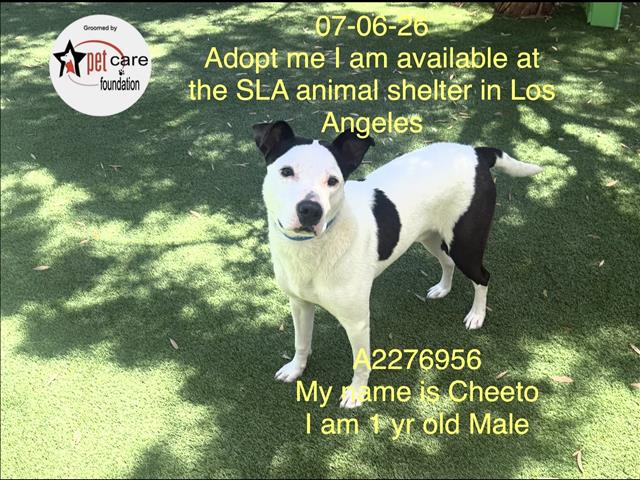 Shelter Stray Male Dog last seen , 1850 W 60th St, Los Angeles, CA 90047, USA