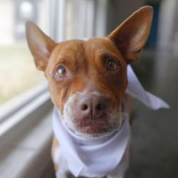 Shelter Stray Female Dog last seen Near BLOCK RECIO, 4710 TX-151, San Antonio, TX 78227, USA