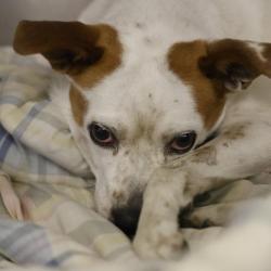 Shelter Stray Male Dog last seen Near DEMYA AND SW LOOP 410, 4710 TX-151, San Antonio, TX 78227, USA