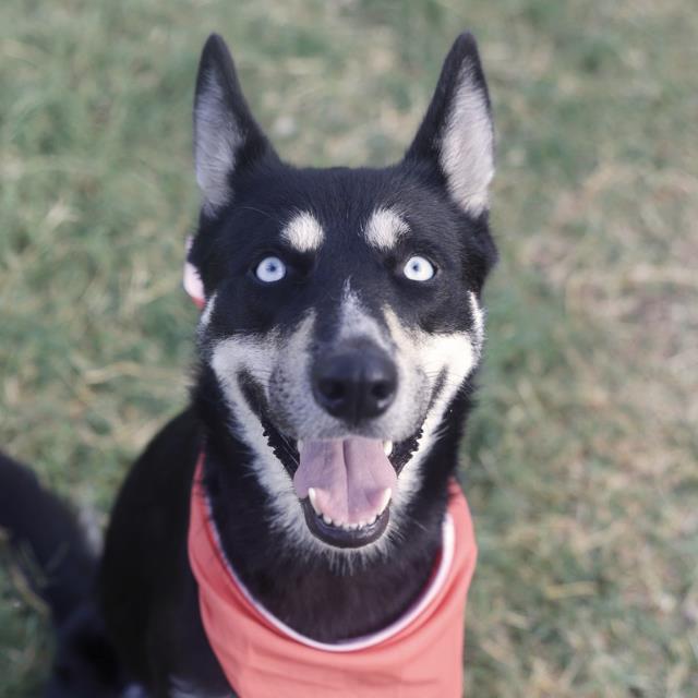 Shelter Stray Female Dog last seen TULOROSA RDG, 4710 TX-151, San Antonio, TX 78227, USA