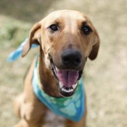 Shelter Stray Female Dog last seen Near BLOCK LOCKE, 4710 TX-151, San Antonio, TX 78227, USA