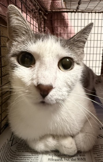 Shelter Stray Female Cat last seen , West Valley Animal Shelter, 20655 Plummer St, Chatsworth, CA 91311, USA