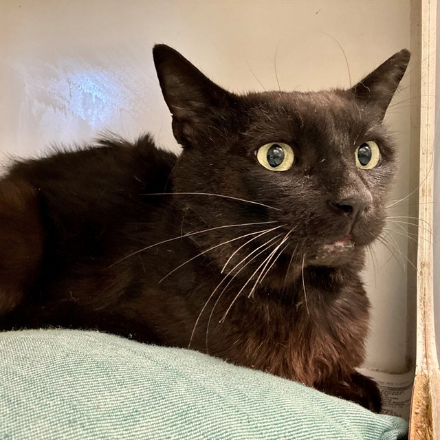 Shelter Stray Male Cat last seen Near BLOCK YSMAEL VILLEGAS ST, RIVERSIDE CA 92504, 6851 Van Buren Boulevard, Jurupa Valley, CA 92509, USA