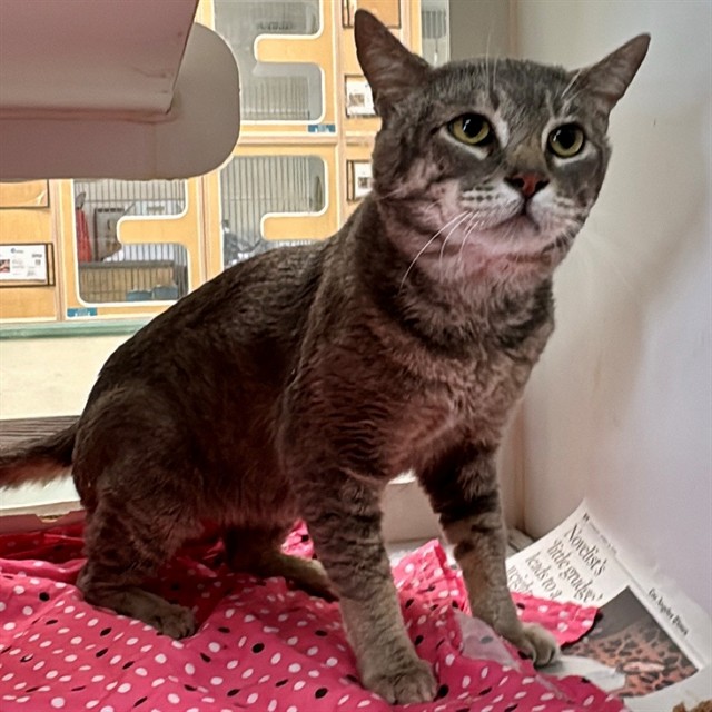 Shelter Stray Male Cat last seen Near BLOCK MARLATT ST, JURUPA VALLEY CA 91752, 6851 Van Buren Boulevard, Jurupa Valley, CA 92509, USA