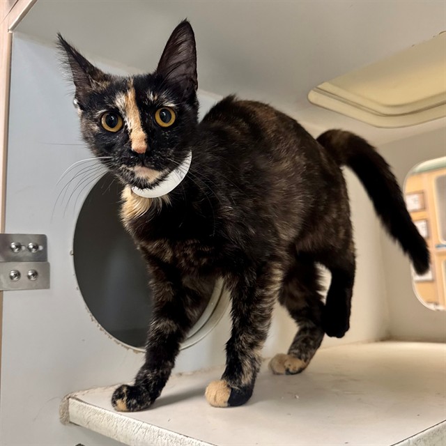 Shelter Stray Female Cat last seen Near BLOCK MINNESOTA ST, RIVERSIDE, CA, 6851 Van Buren Boulevard, Jurupa Valley, CA 92509, USA