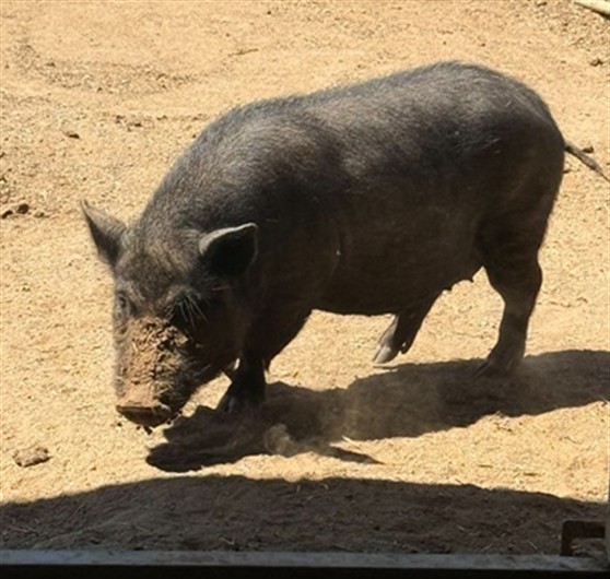 Shelter Stray Female Livestock last seen Near BLOCK CEDAR ST, JURUPA VALLEY CA 92509, 6851 Van Buren Boulevard, Jurupa Valley, CA 92509, USA