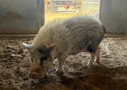 Shelter Stray Female Livestock last seen Near BLOCK CEDAR ST, JURUPA VALLEY CA 92509, 6851 Van Buren Boulevard, Jurupa Valley, CA 92509, USA