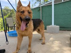 Shelter Stray Male Dog last seen CHARLOTTE, 8315 Byrum Dr, Charlotte, NC 28217, USA