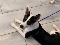 Shelter Stray Female Dog last seen CHARLOTTE, 8315 Byrum Dr, Charlotte, NC 28217, USA