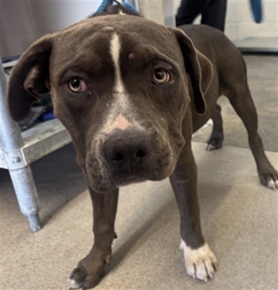 Shelter Stray Female Dog last seen FLORES, 333 Chandler Pl, San Bernardino, CA 92408, USA
