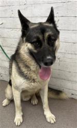 Shelter Stray Male Dog last seen ROBIN RD & WASHINGTON ST, SAN BERNARDINO, CA, 92407, USA, 333 Chandler Pl, San Bernardino, CA 92408, USA